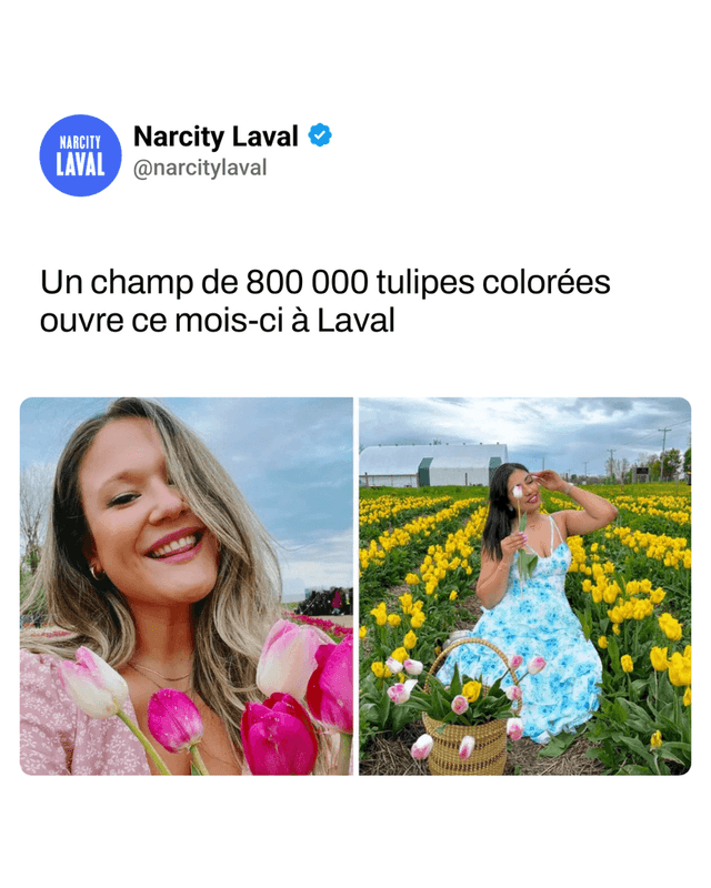 Un champ de 800 000 tulipes colorées ouvre ce mois-ci à Laval
