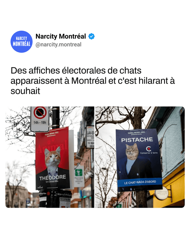Des affiches électorales de chats apparaissent à Montréal et c'est hilarant à souhait