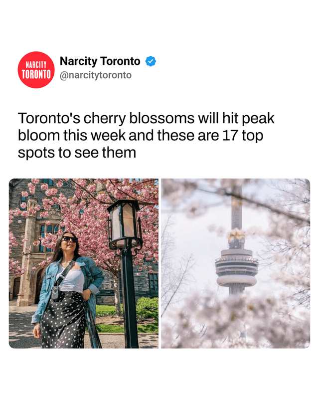 Toronto's cherry blossoms will hit peak bloom this week and these are 17 top spots to see them