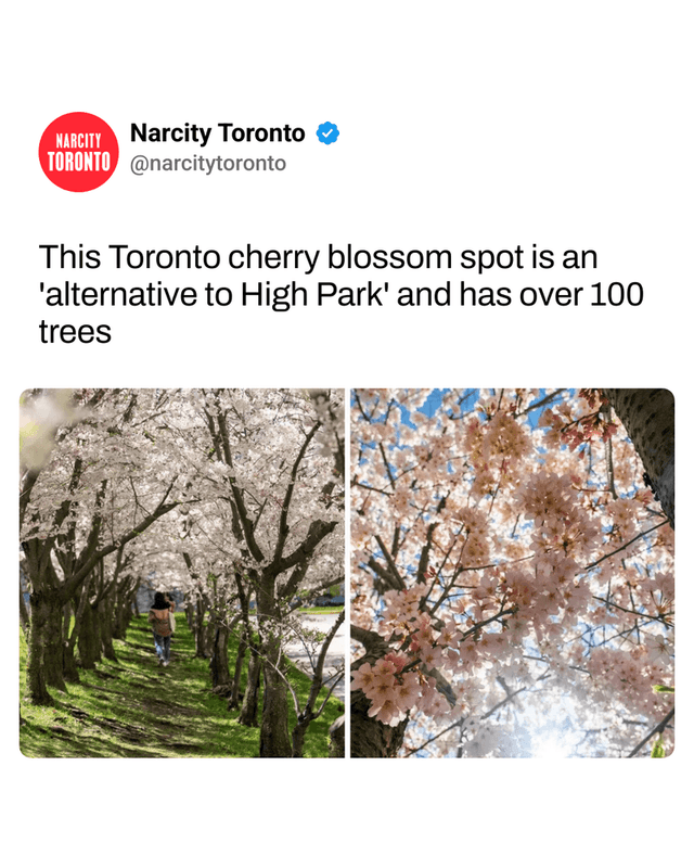 This Toronto cherry blossom spot is an 'alternative to High Park' and has over 100 trees