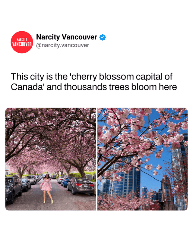 This city is the 'cherry blossom capital of Canada' and thousands trees bloom here
